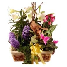 Giant Blooming Plant Basket