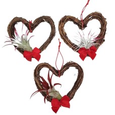 Cupids Heart Air Plant (Single Heart)