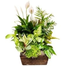 Classic Dish Garden