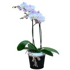 Loving Orchid Plant