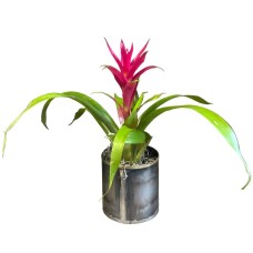 Modern Muse Bromeliad