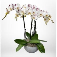 Designer Orchid in Glass Cylinder (Small)