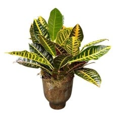 Croton in Stone Pot