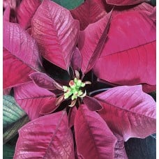 Burgundy Poinsettia in Basket (Extra Large)