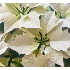 White Poinsettia in Basket (Standard)