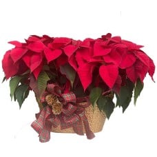 Deluxe Poinsettia Planter