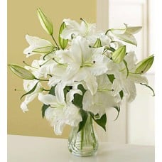 White Stargazers