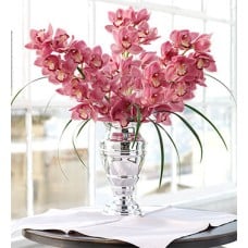 Ultimate Cymbidium Elegance