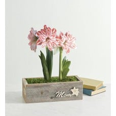 Mothers Day Dancing Queen Double Amaryllis Gift