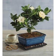 Gardenia Bonsai Tree Gift