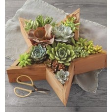 Star Succulents