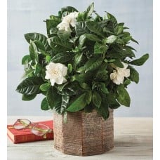 4" Gardenia