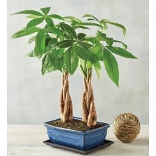 Double Money Tree