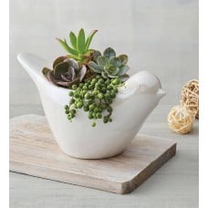 Succulents in Dove Planter