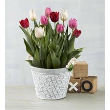 Tulips