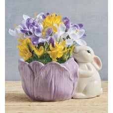 Crocus Bulb Garden in Bunny Planter
