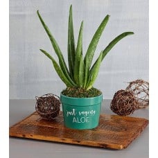 "Just Saying Aloe" Plant Gift
