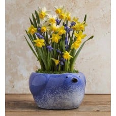Daffodil Mix in Bird Planter
