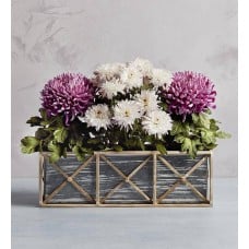 Spring Mums Plant Gift Trio