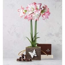 Aphrodite Amaryllis Plant with Heritage Chocolate Assortment