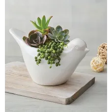 Succulents in Dove Planter