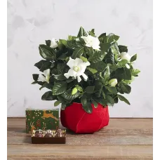 Holiday Gardenia with Truffles Gift