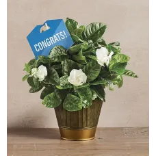 "Congratulations" Gardenia
