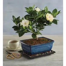 Gardenia Bonsai Tree Gift