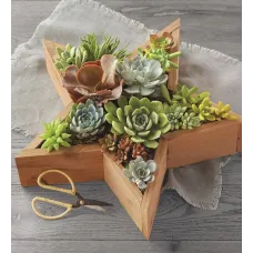 Star Succulents