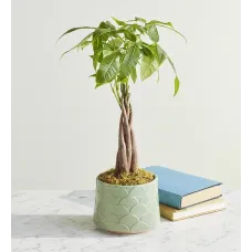 Money Tree