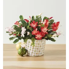 Christmas Cactus