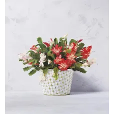 8" Christmas Cactus