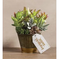 "Have a Happy Birthday" Succulent Gift