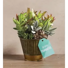 "So Very Thankful" Succulents