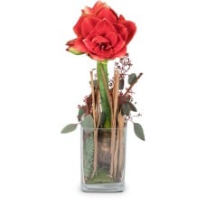 Lady in Red (amaryllis, plant)