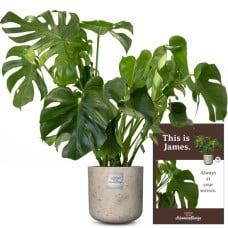 This is James (Monstera)