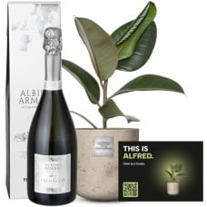 This is Alfred (Ficus elastica 'Robusta') with Prosecco Albino Armani DOC (75 cl)