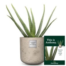 This Is Anthony (Aloe Vera)