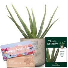 This is Anthony (Aloe vera) with Delicate Flowers with Munz bar of chocolate Happy Birthday