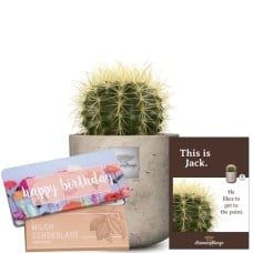 This is Jack (Echinocactus grusonii) with Munz bar of chocolate Happy Birthday