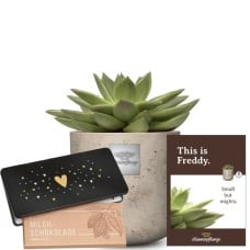 This is Freddy (Echeveria) with Munz bar of chocolate Heart