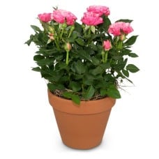 Loving surprise (rose plant)