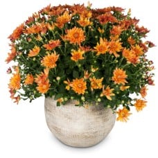 Autumn Mood (orange chrysanthemum)