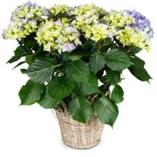 Vintage Charm (blue hydrangea)