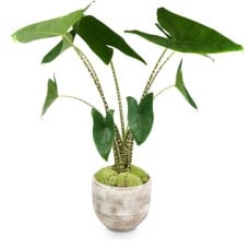 Modern Living (Alocasia zebrina)