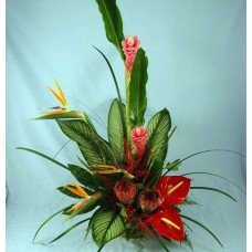 Of The Tropics (Standard)