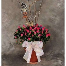 Flowering Azalea Planter