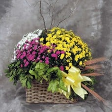 Garden Mum Planter