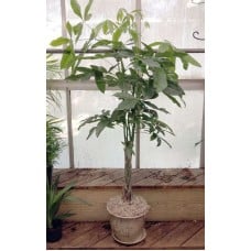 Money Tree