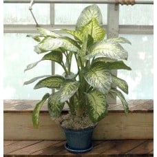 Dieffenbachia Plant in Ceramic Pot